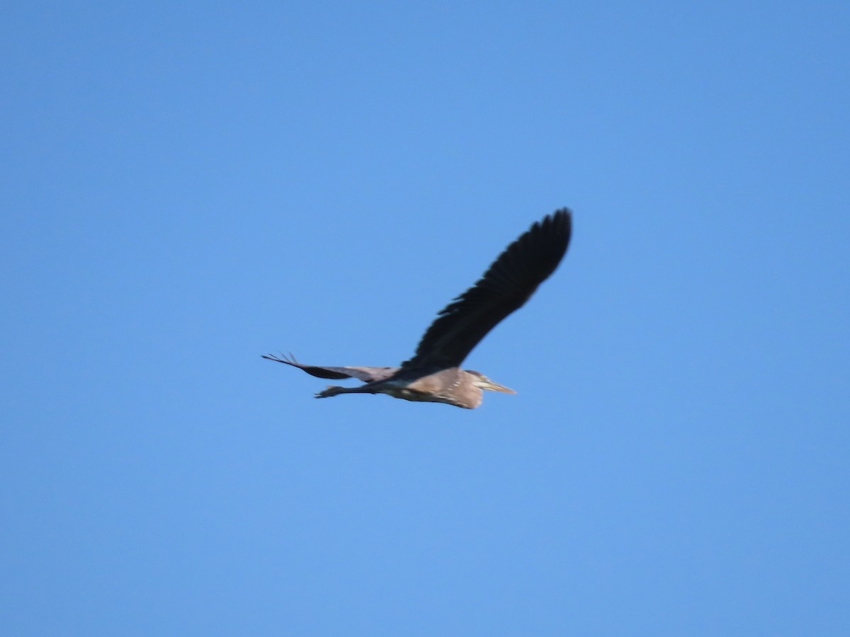 Great Blue Heron - Sue and Tom Santeusanio