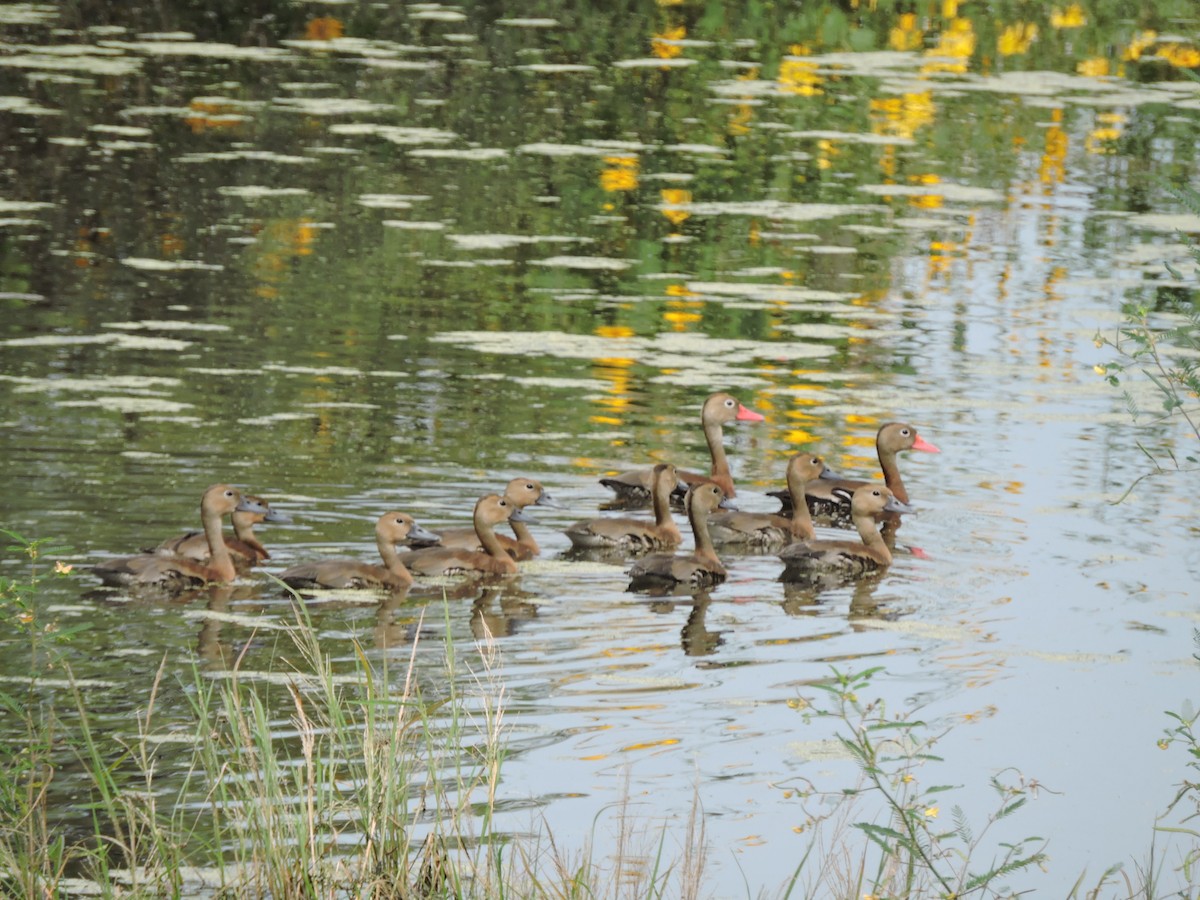 Black-bellied Whistling-Duck - Francisco J. Muñoz Nolasco