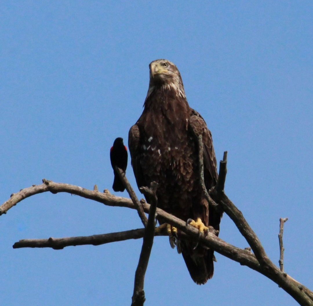 Bald Eagle - Samantha Engstrom