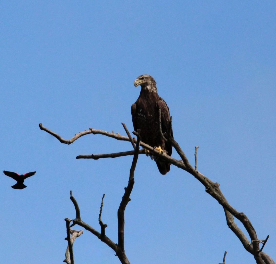 Bald Eagle - Samantha Engstrom