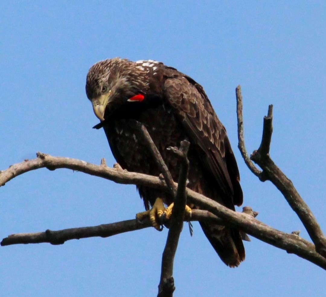 Bald Eagle - Samantha Engstrom