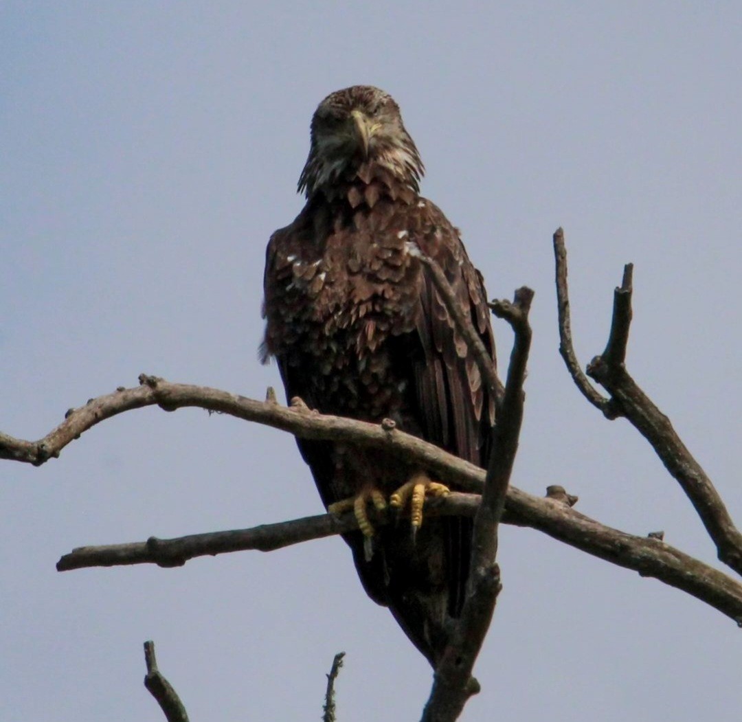 Bald Eagle - Samantha Engstrom