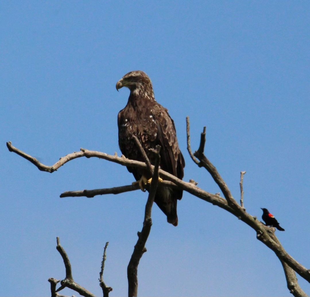 Bald Eagle - Samantha Engstrom