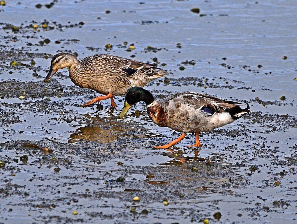 Mallard - Joao Freitas