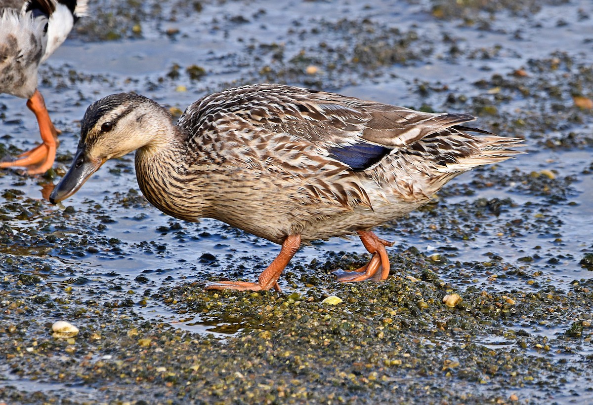 Mallard - Joao Freitas