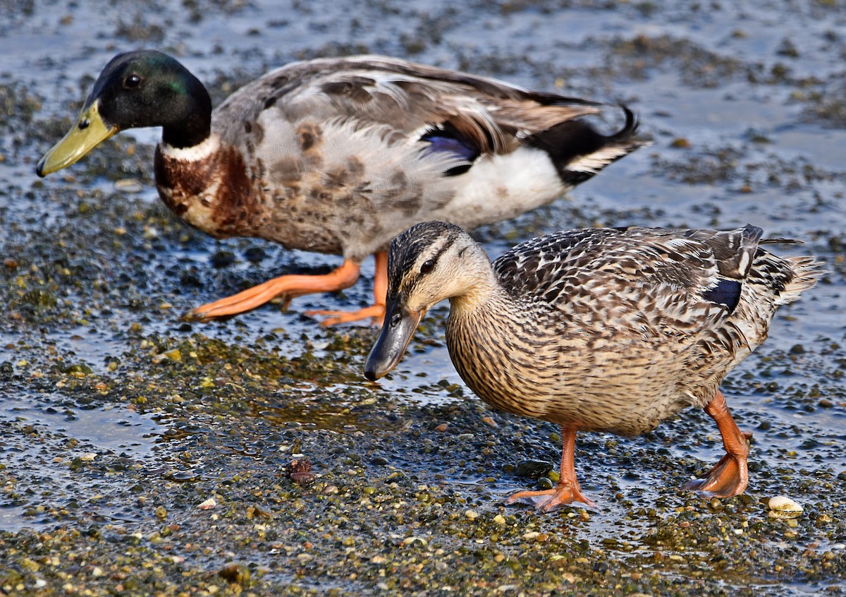 Mallard - Joao Freitas