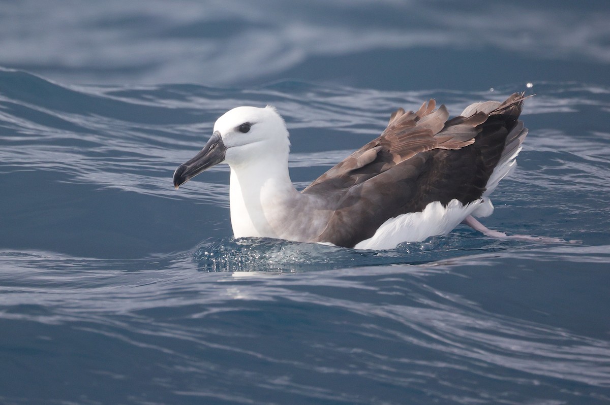 Black-browed Albatross (Black-browed) - Lau Jia Sheng