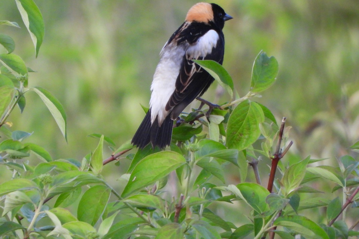 Bobolink - Yana Levchinsky