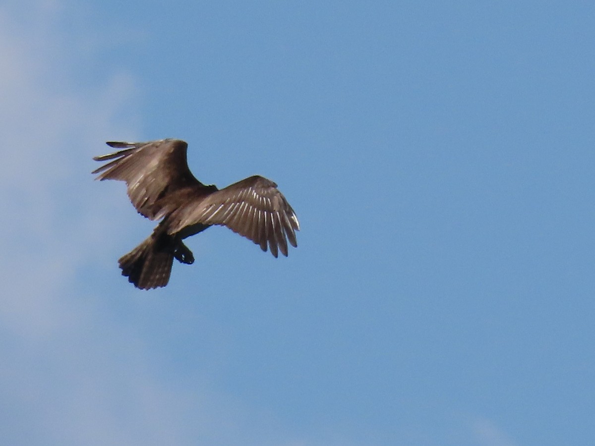 Osprey - Sue and Tom Santeusanio