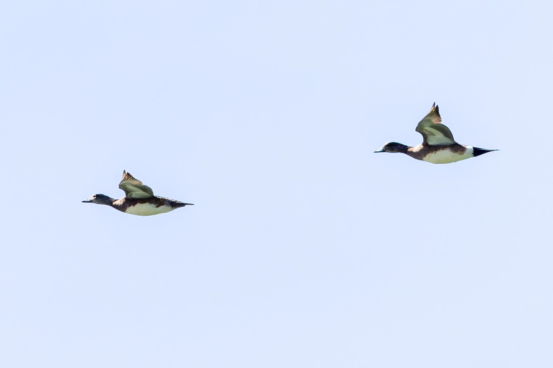 American Wigeon - Sheri Minardi