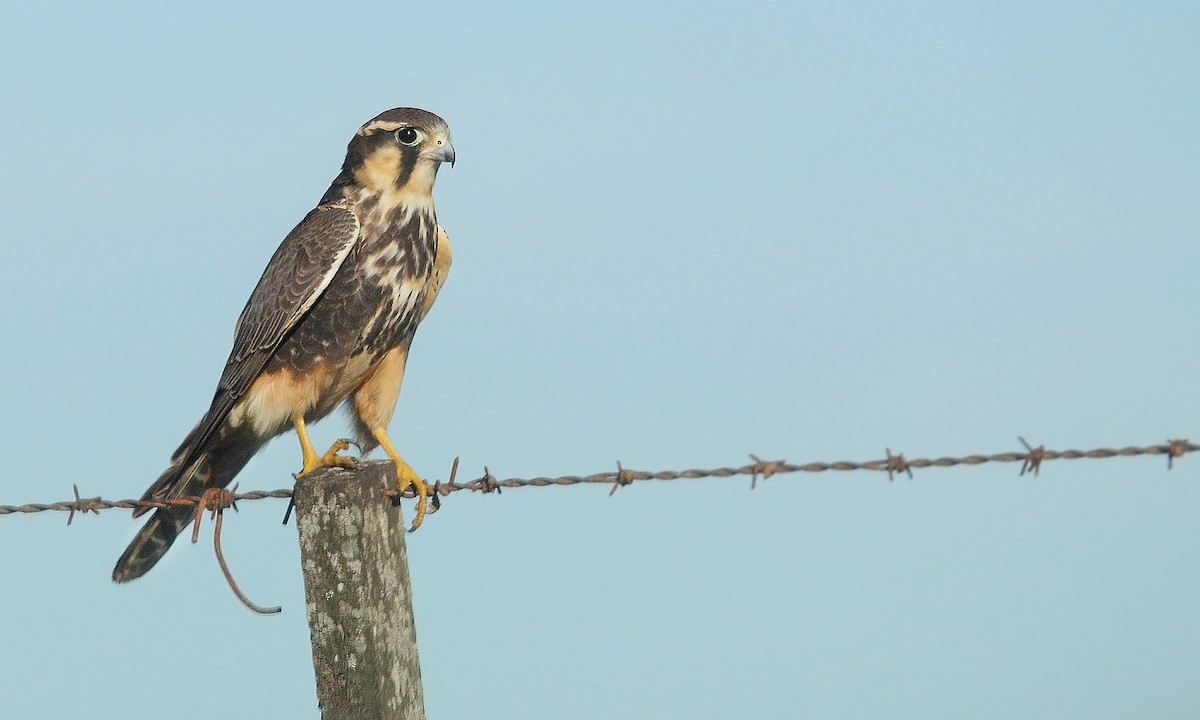 Aplomado Falcon - Adrián Braidotti