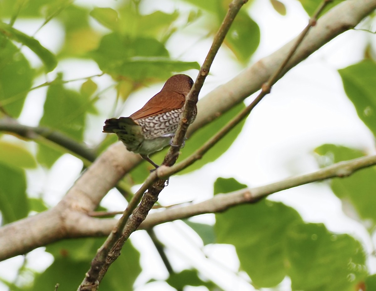 Scaly-breasted Munia - 芳色 林