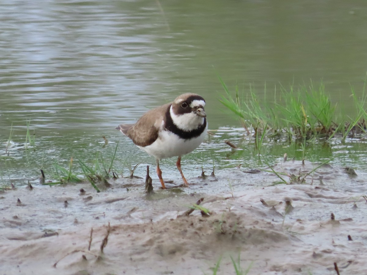 Semipalmated Plover - Christopher Hollister