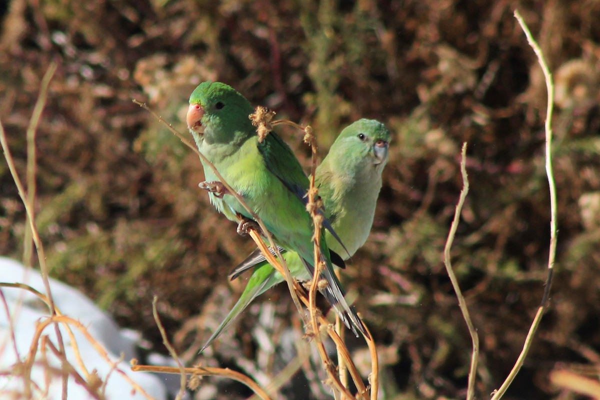 Mountain Parakeet - ML619565647