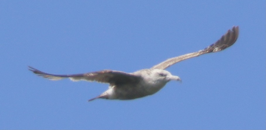 California Gull - Gretchen Framel