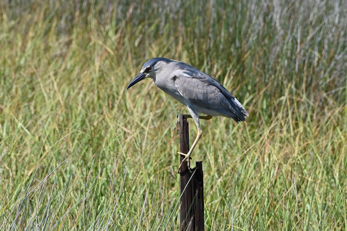 Black-crowned Night Heron - Jim Highberger