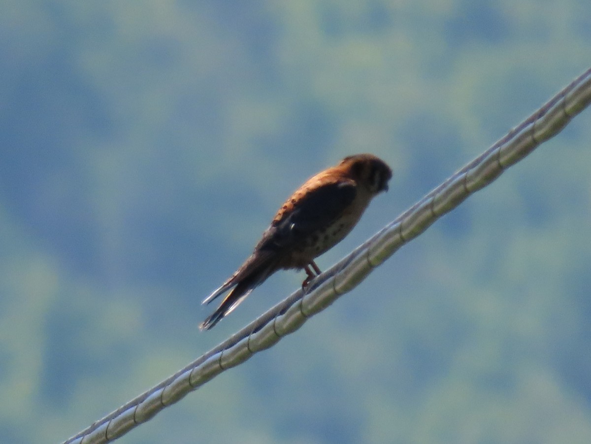 American Kestrel - Sue and Tom Santeusanio