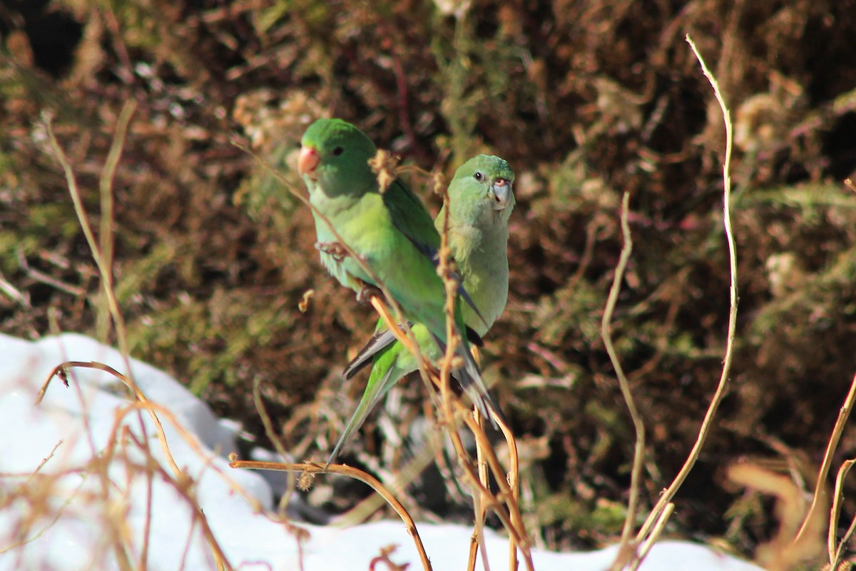 Mountain Parakeet - ML619565655