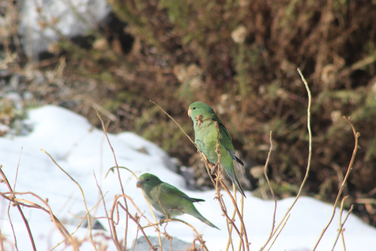 Mountain Parakeet - ML619565656