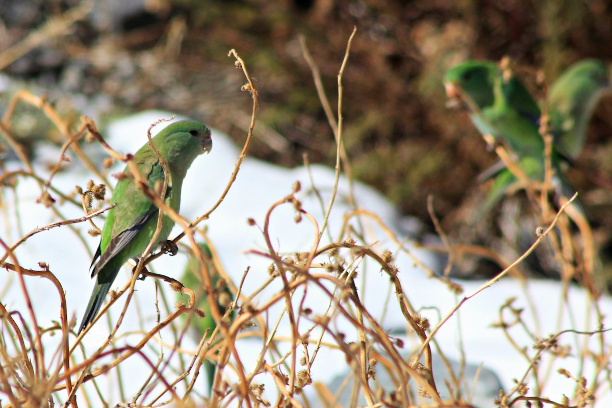 Mountain Parakeet - ML619565660