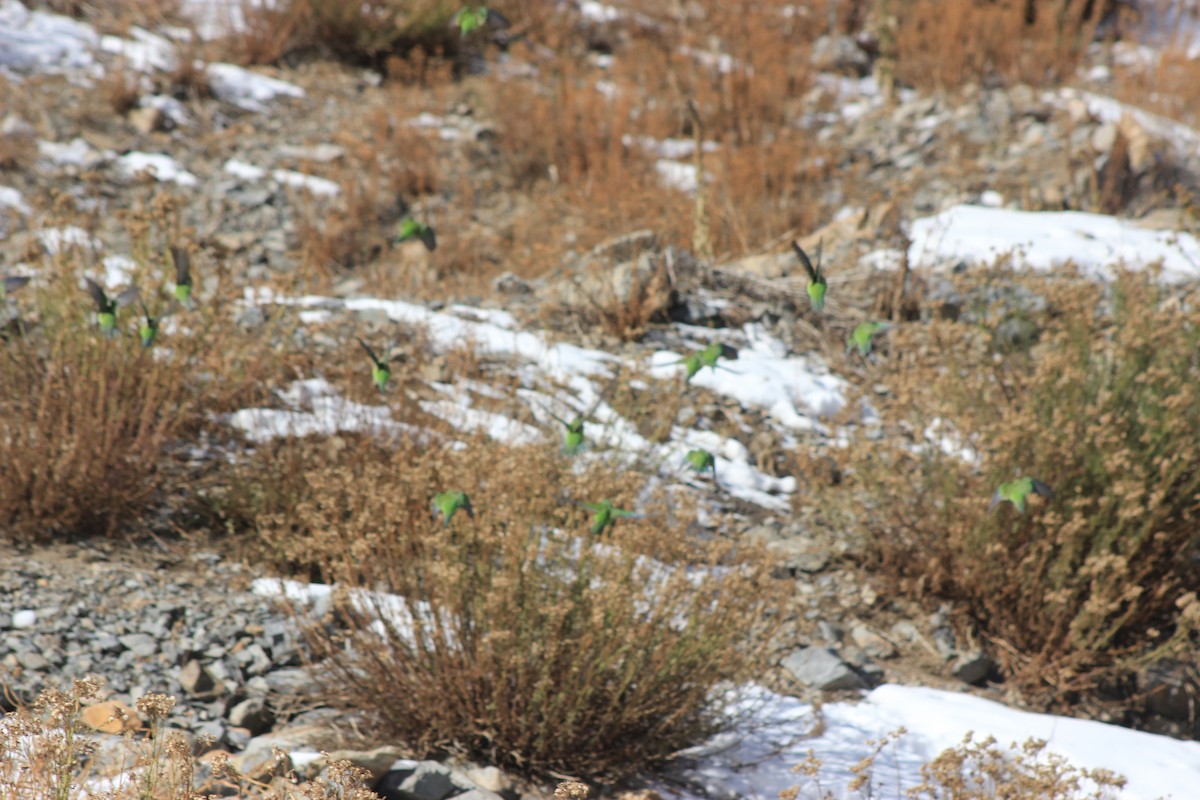 Mountain Parakeet - ML619565661