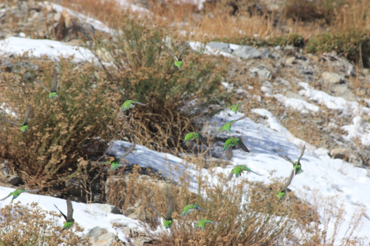 Mountain Parakeet - ML619565662