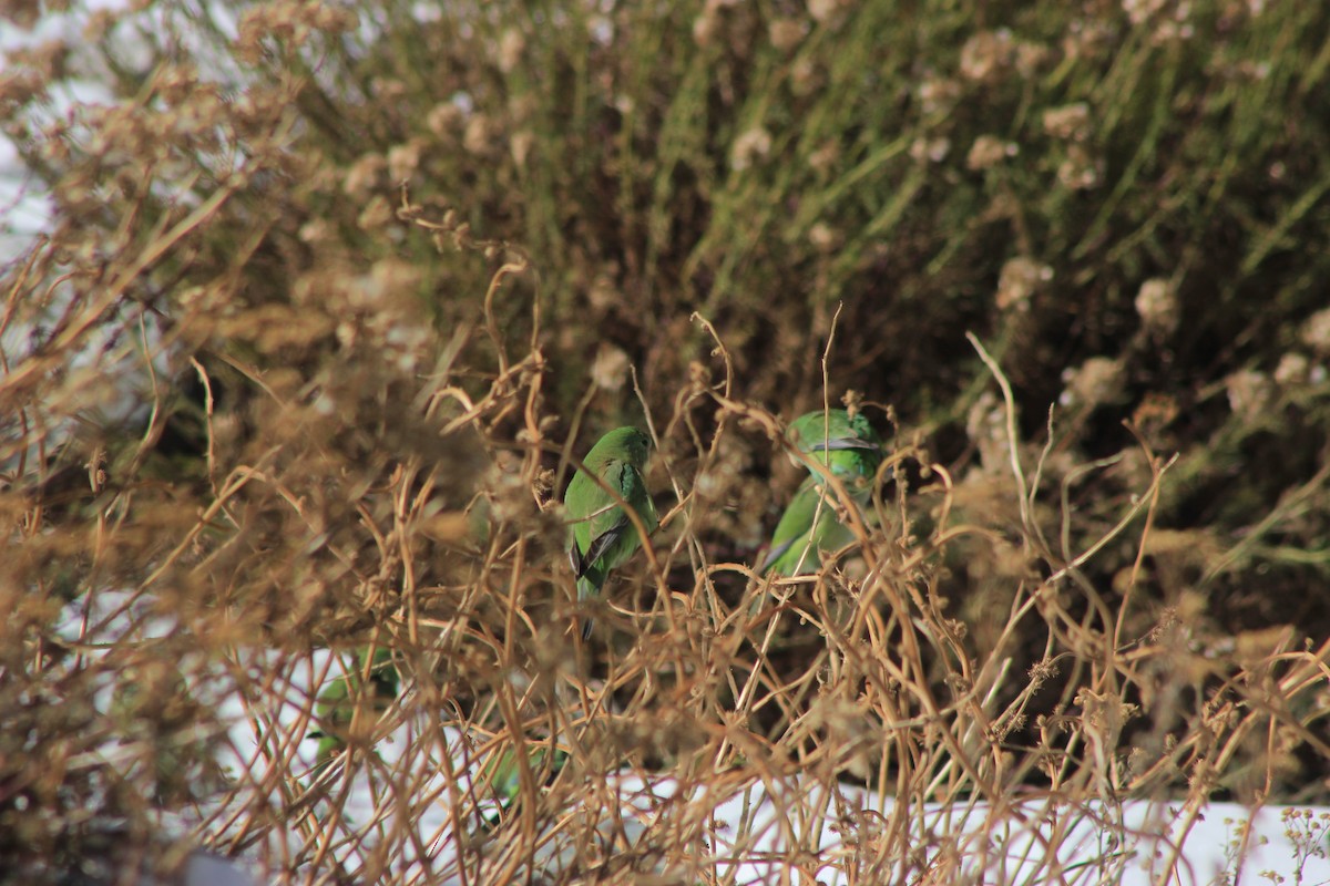 Mountain Parakeet - ML619565663