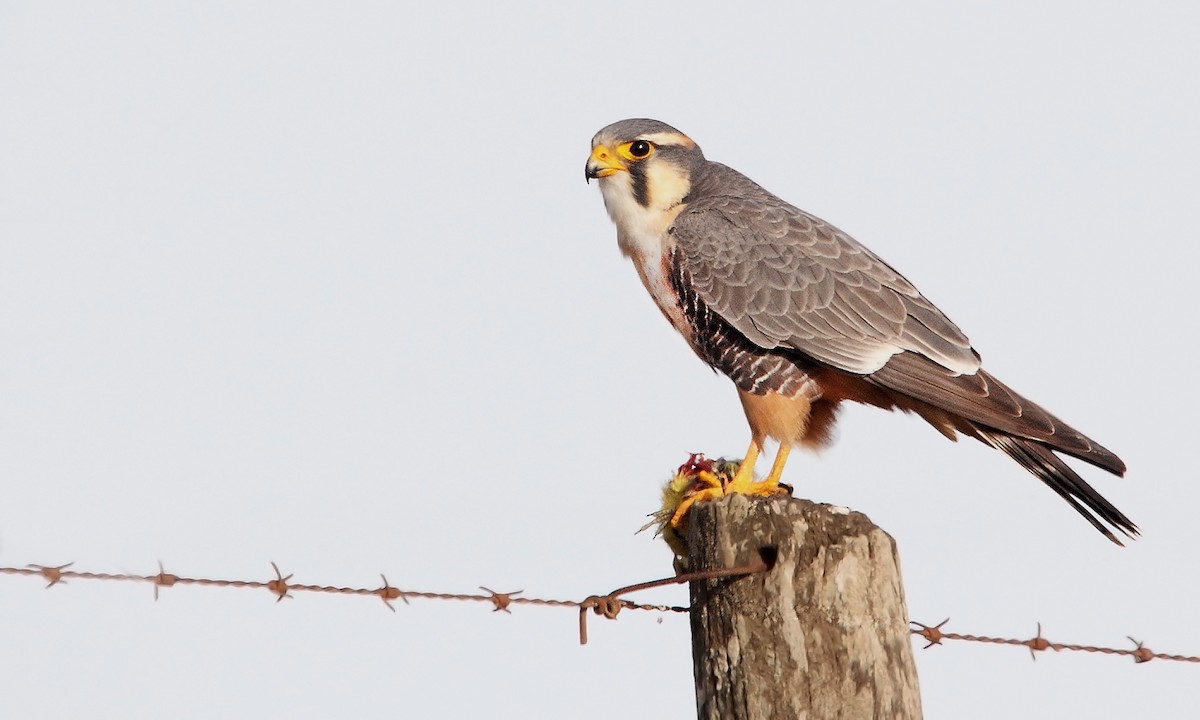 Aplomado Falcon - Adrián Braidotti