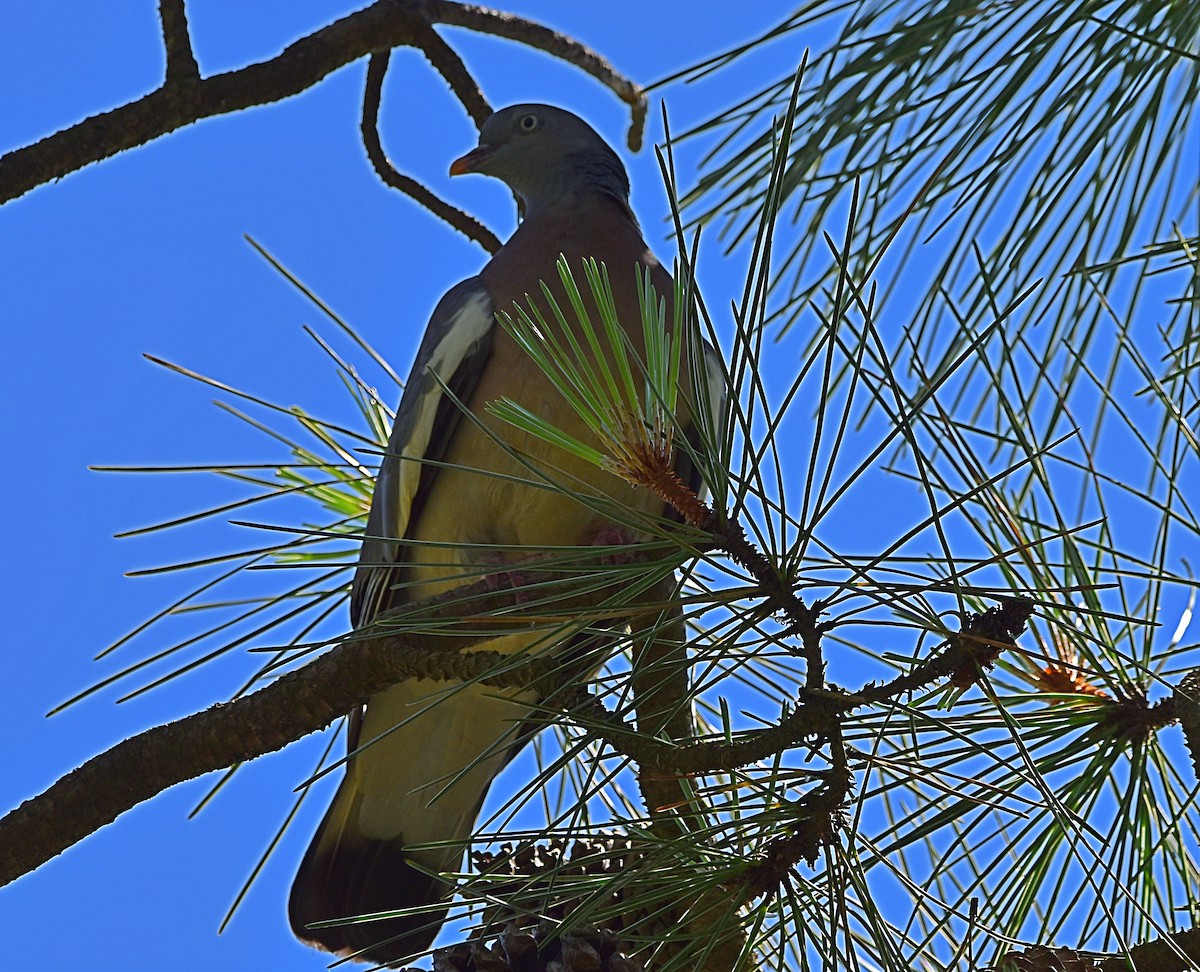 Common Wood-Pigeon - Joao Freitas