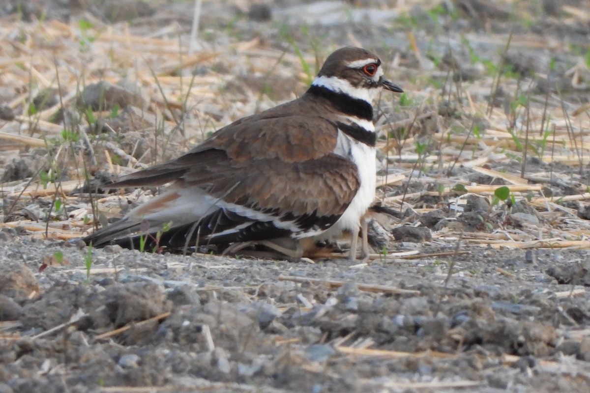 Killdeer - ML619565674