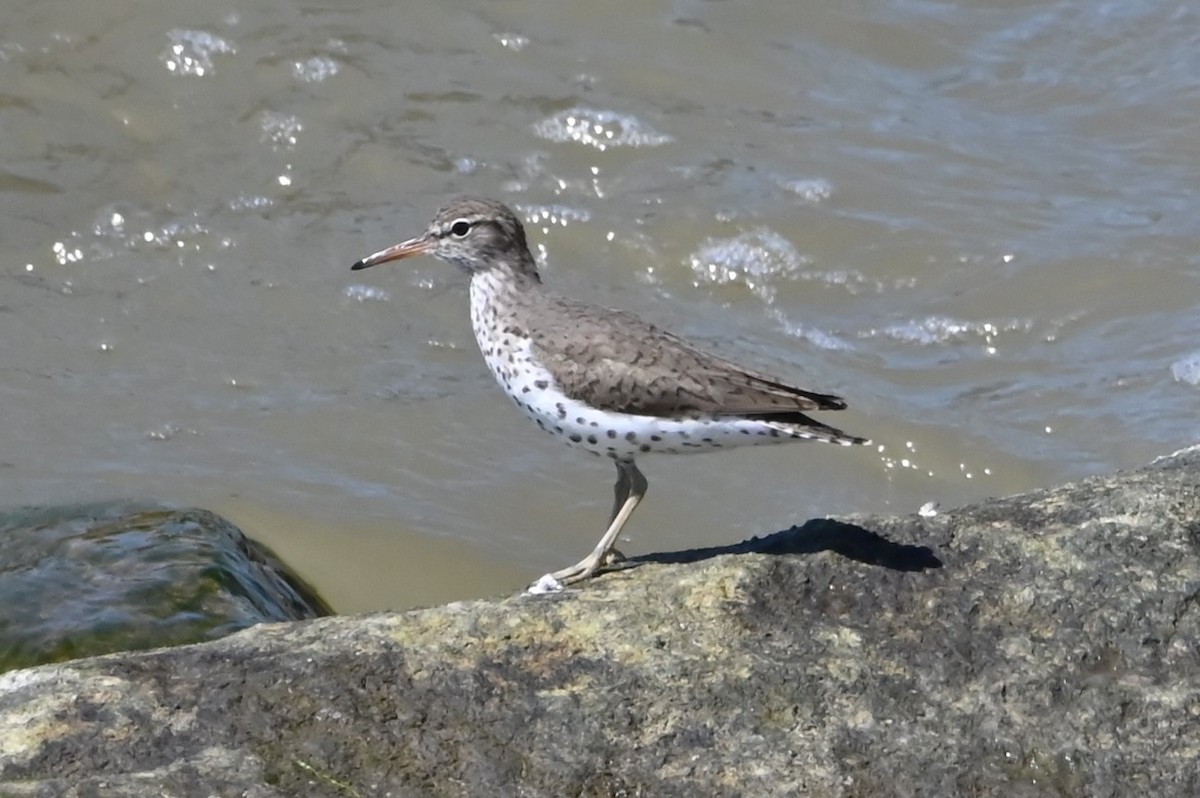 Spotted Sandpiper - Jim Highberger