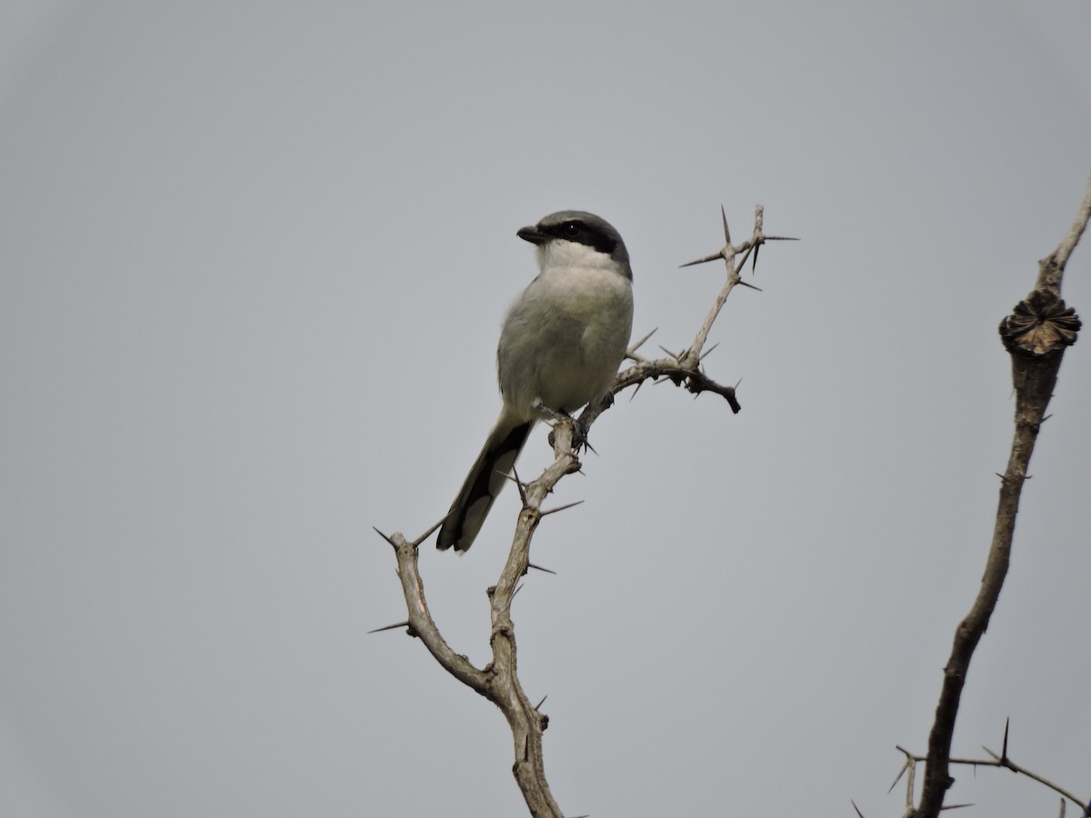 Loggerhead Shrike - Francisco J. Muñoz Nolasco