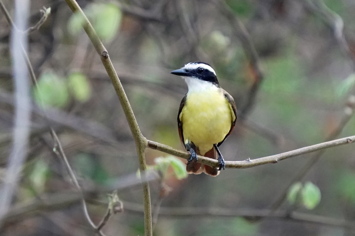 Great Kiskadee - Kenny Frisch