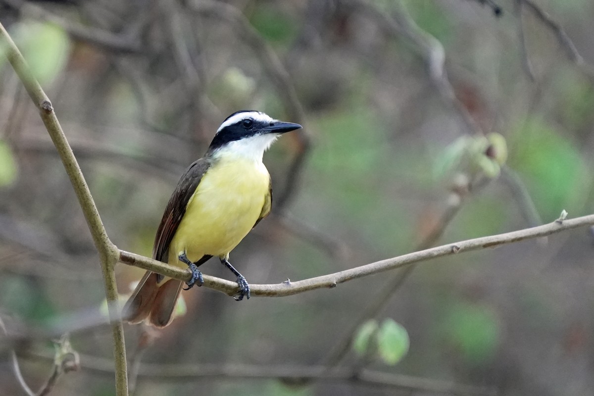 Great Kiskadee - Kenny Frisch