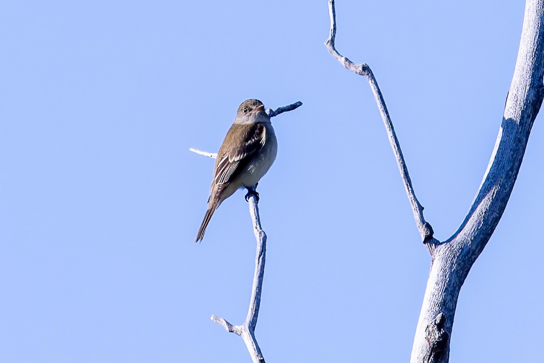 Alder Flycatcher - Sheri Minardi