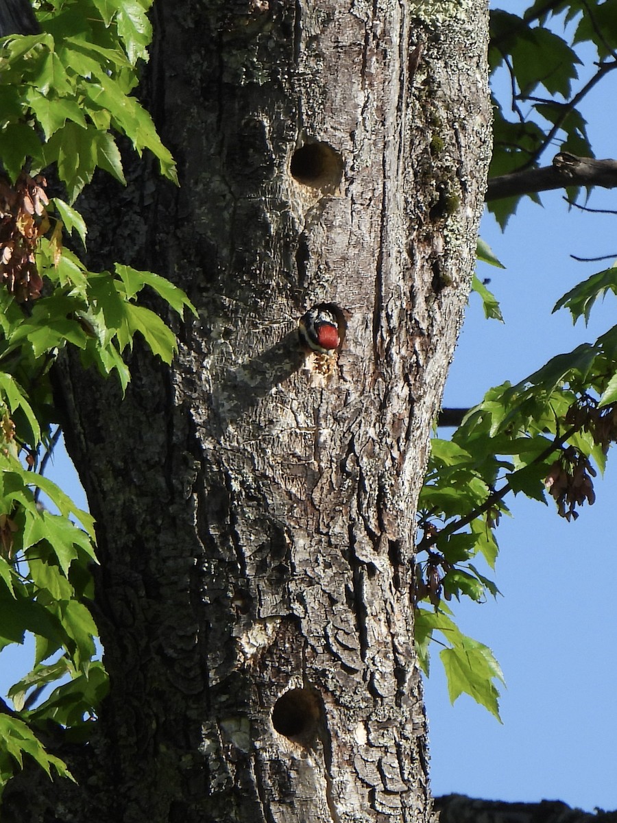 Yellow-bellied Sapsucker - Nancy VanCott