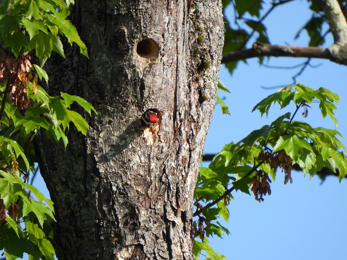 Yellow-bellied Sapsucker - Nancy VanCott