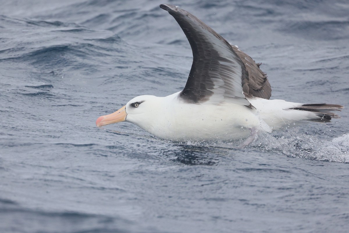 Black-browed Albatross (Campbell) - Lau Jia Sheng