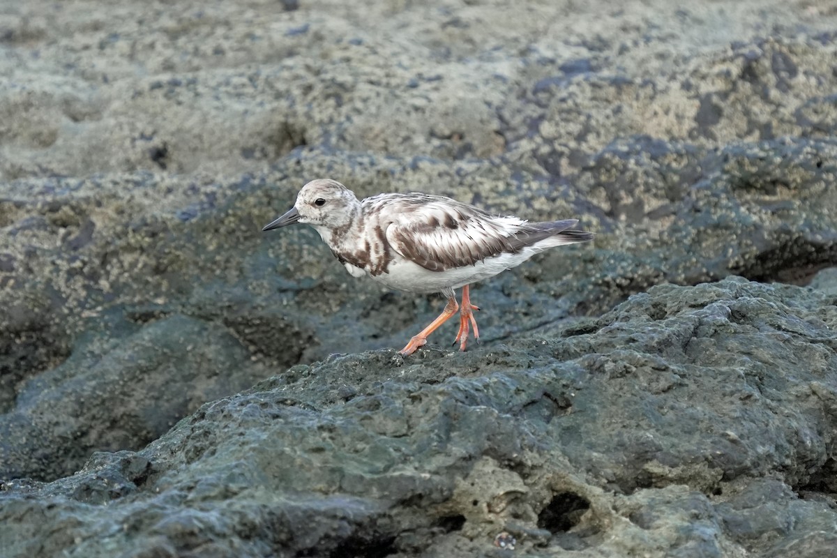 Ruddy Turnstone - Kenny Frisch