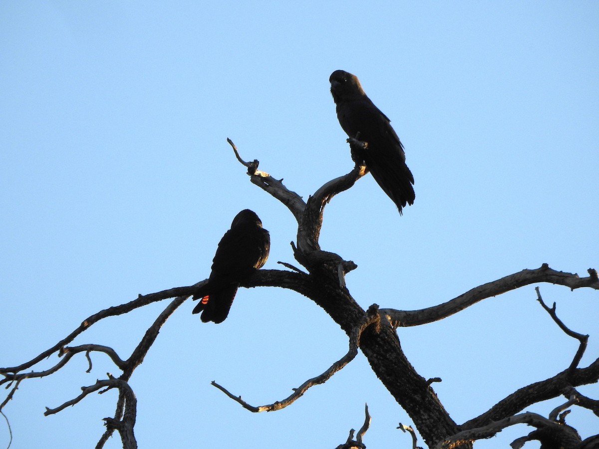 Glossy Black-Cockatoo - DS Ridley