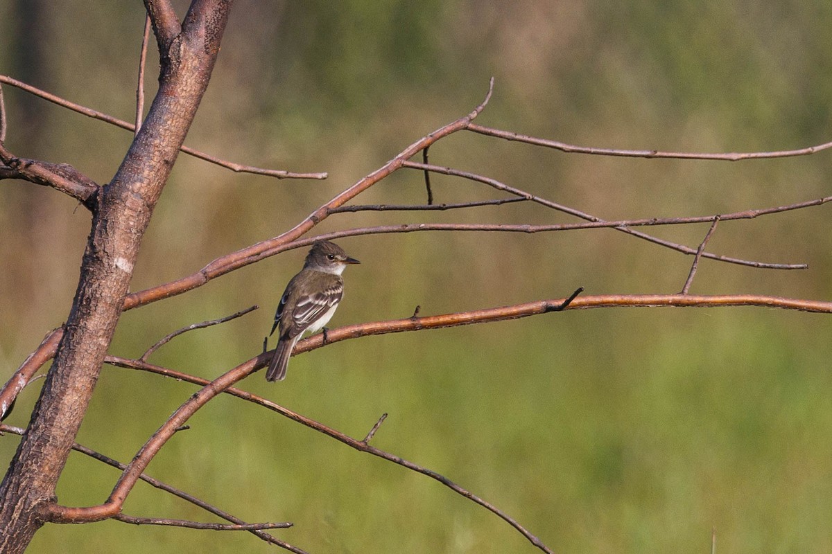 Willow Flycatcher - Kenny Younger