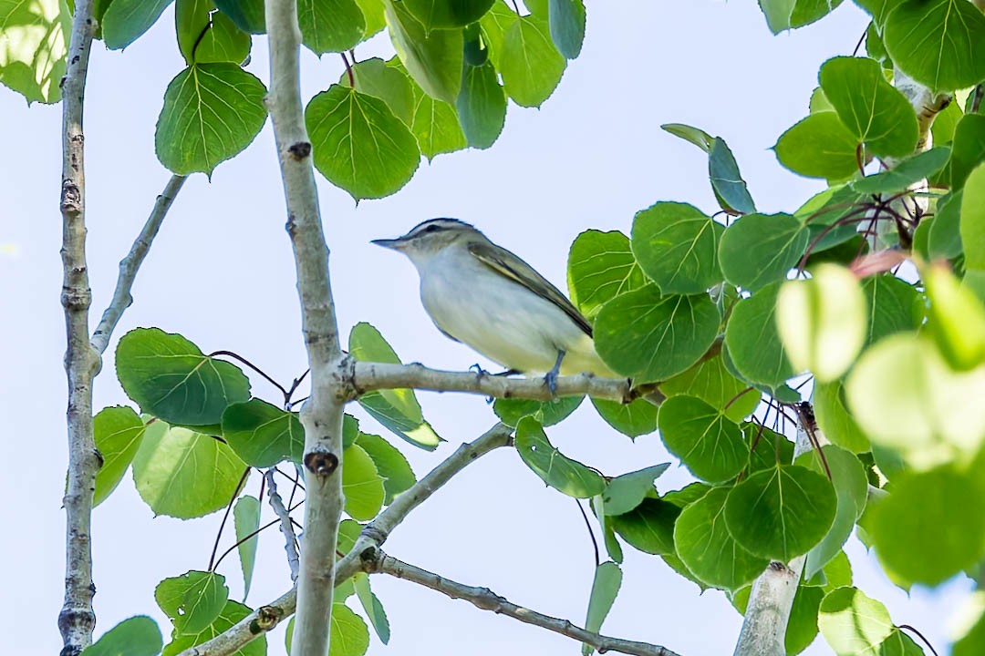 Red-eyed Vireo - Sheri Minardi