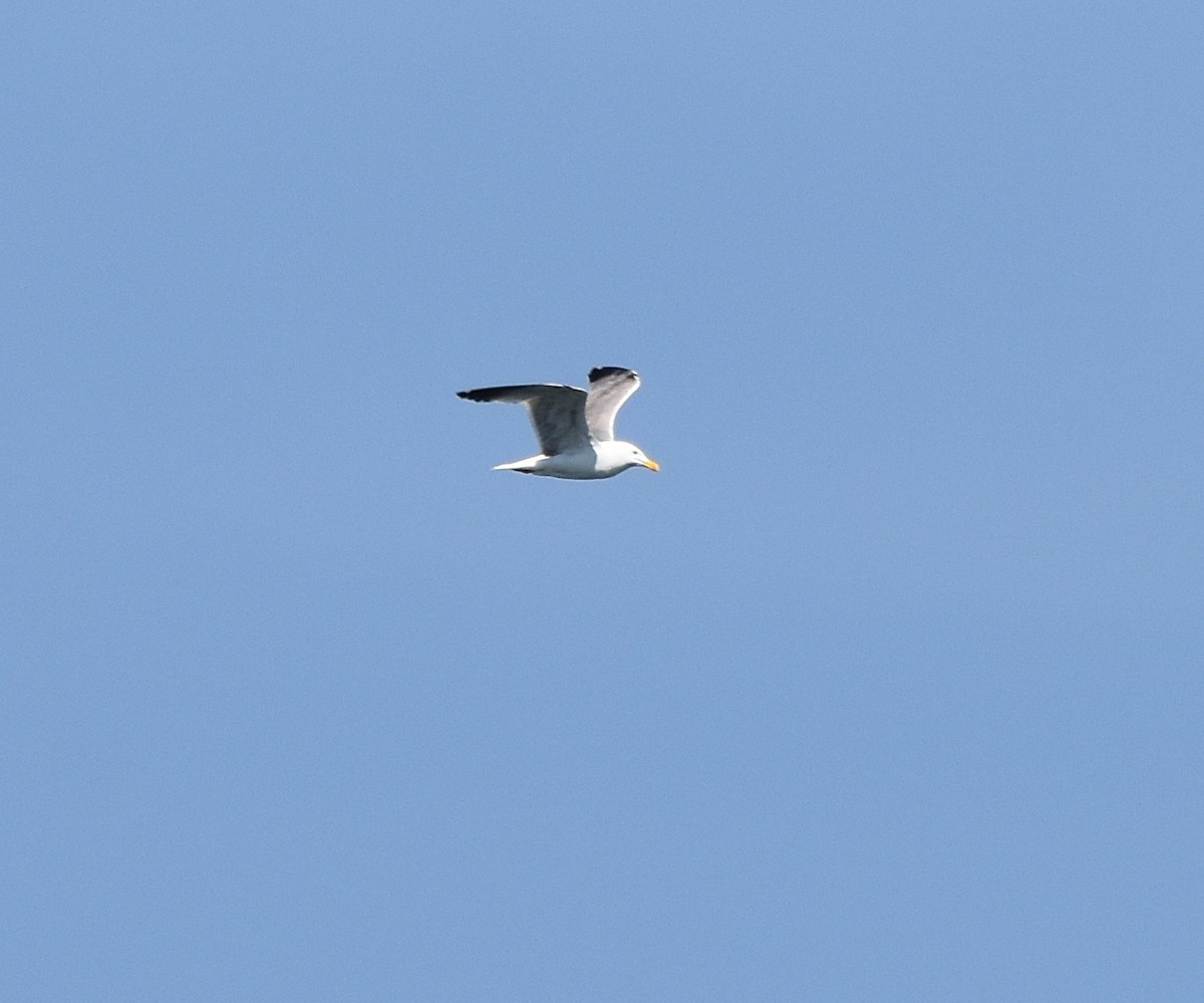 Yellow-legged Gull - Joao Freitas