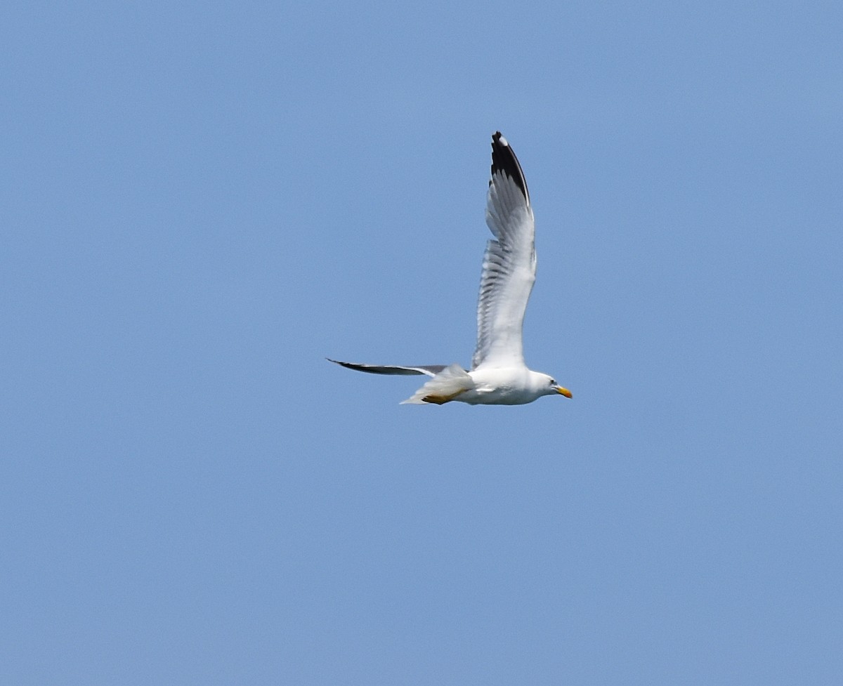 Yellow-legged Gull - Joao Freitas