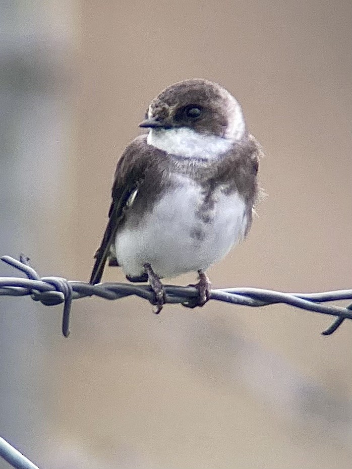 Bank Swallow - ML619565702