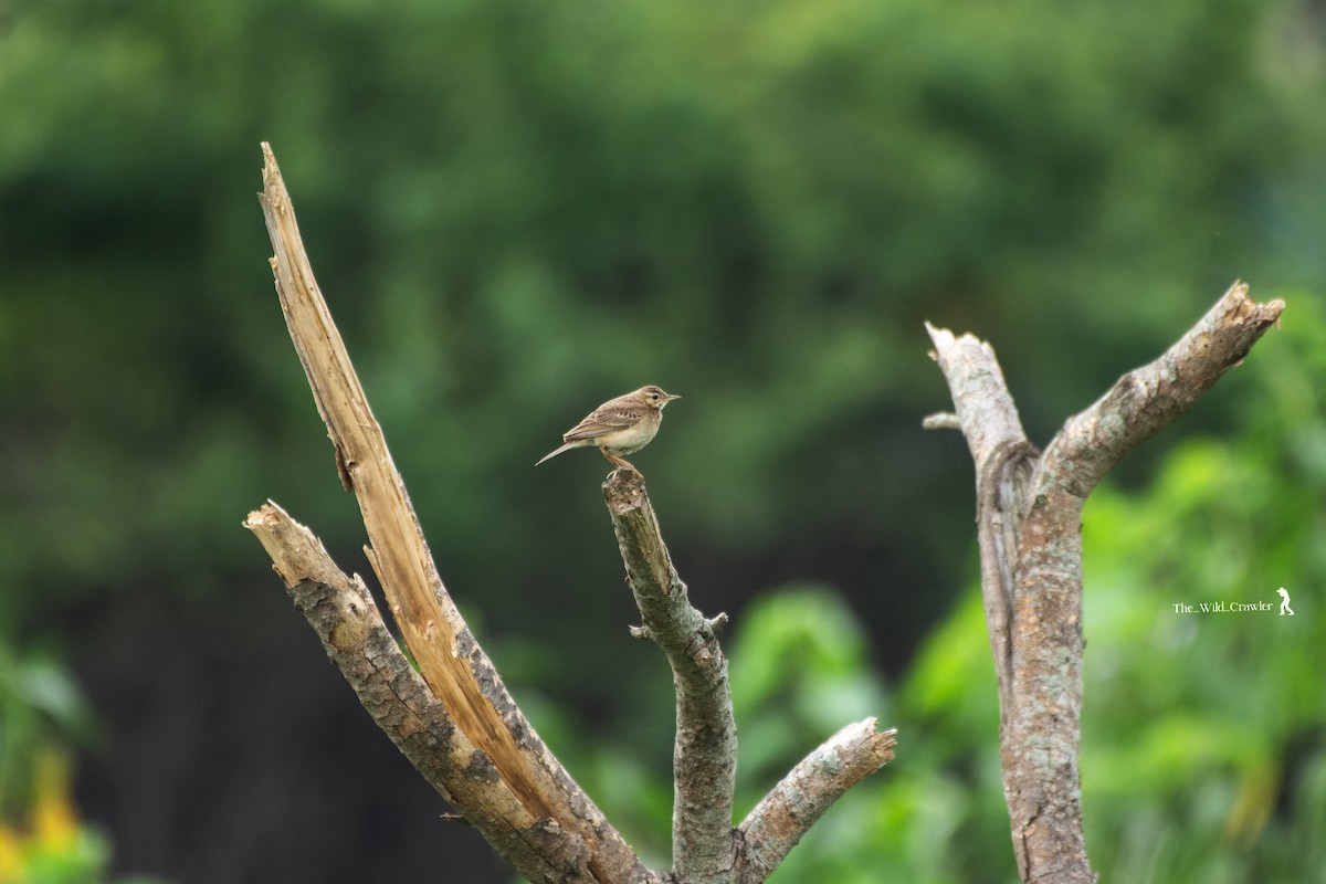 Paddyfield Pipit - ML619565706