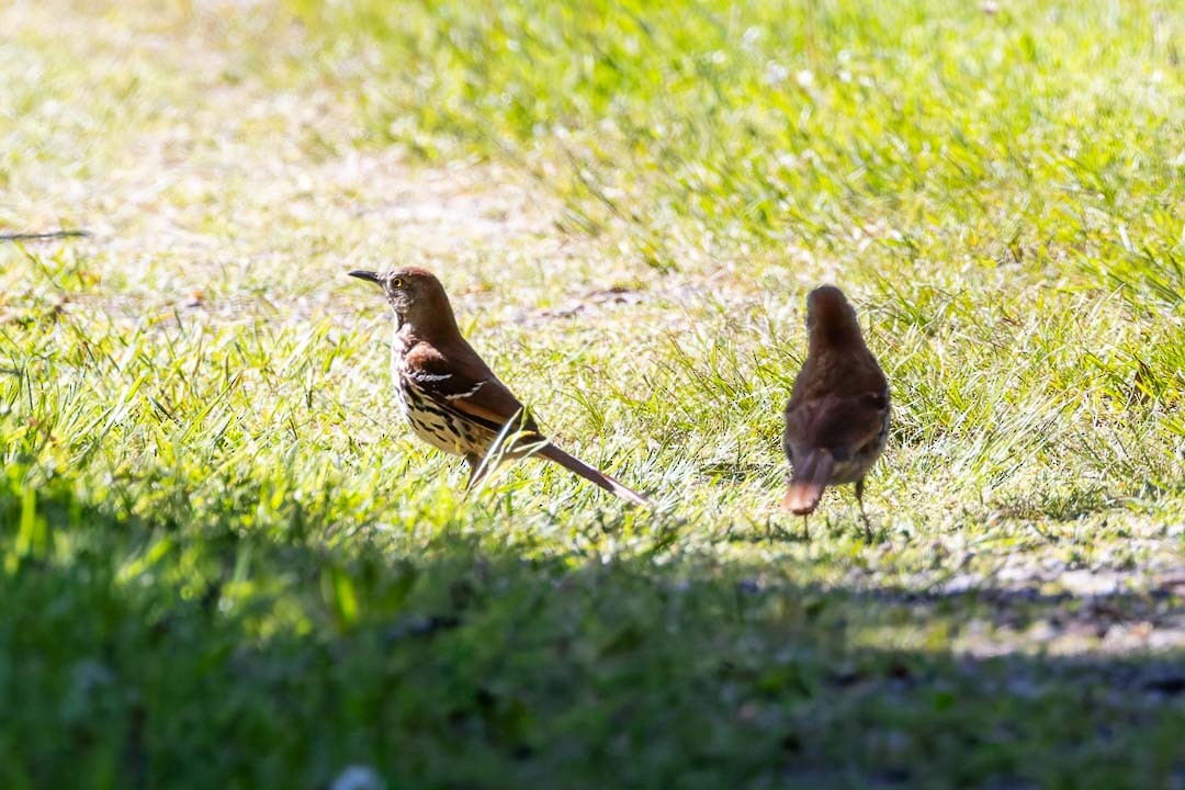 Brown Thrasher - Sheri Minardi