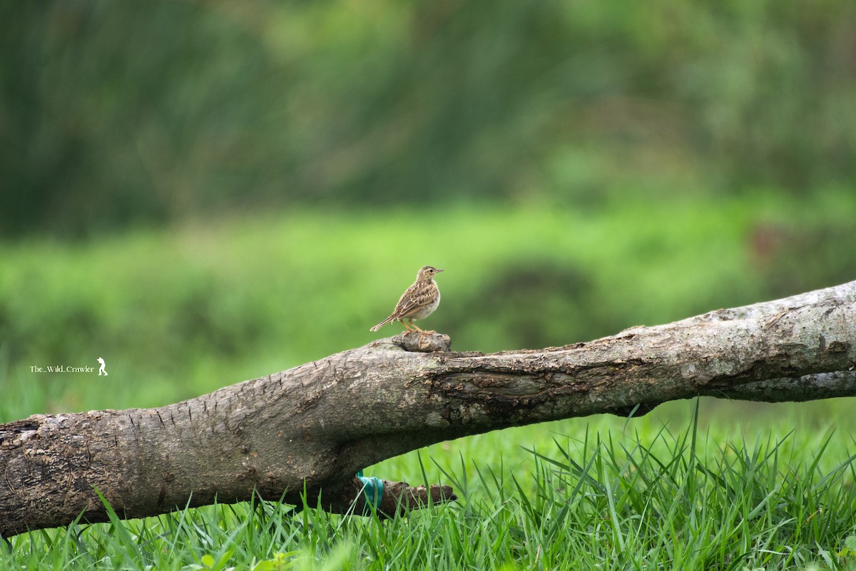 Paddyfield Pipit - ML619565710