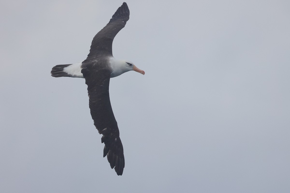 Black-browed Albatross (Campbell) - Lau Jia Sheng