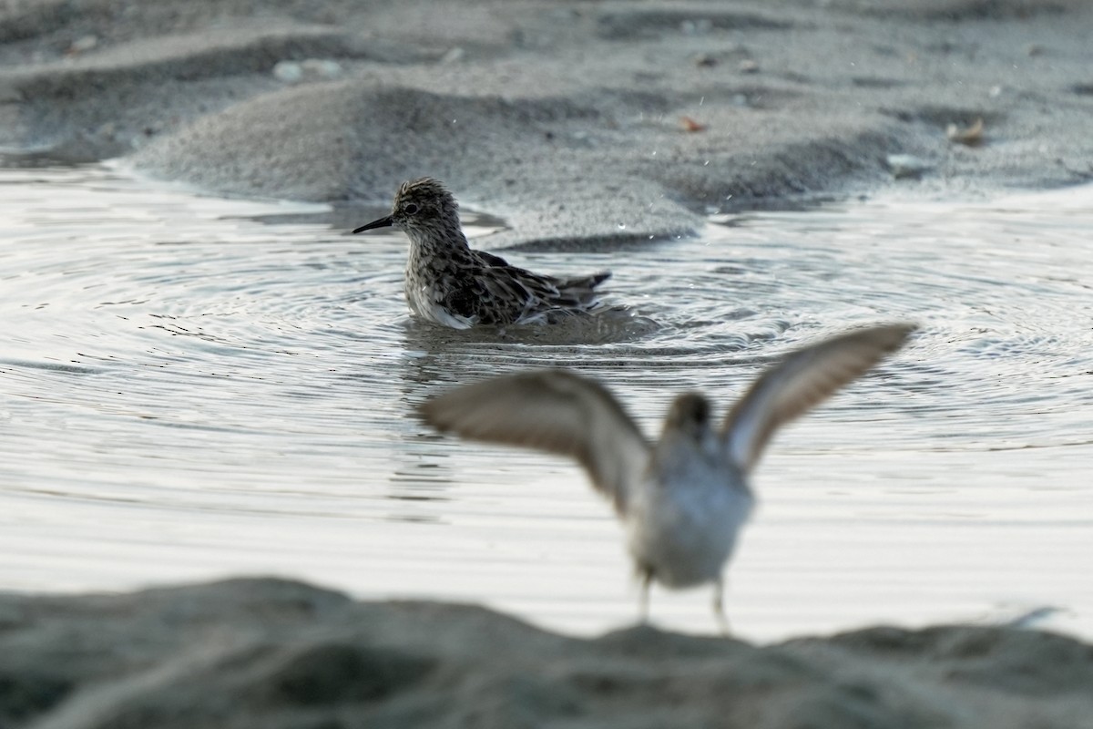 Least Sandpiper - Kenny Frisch